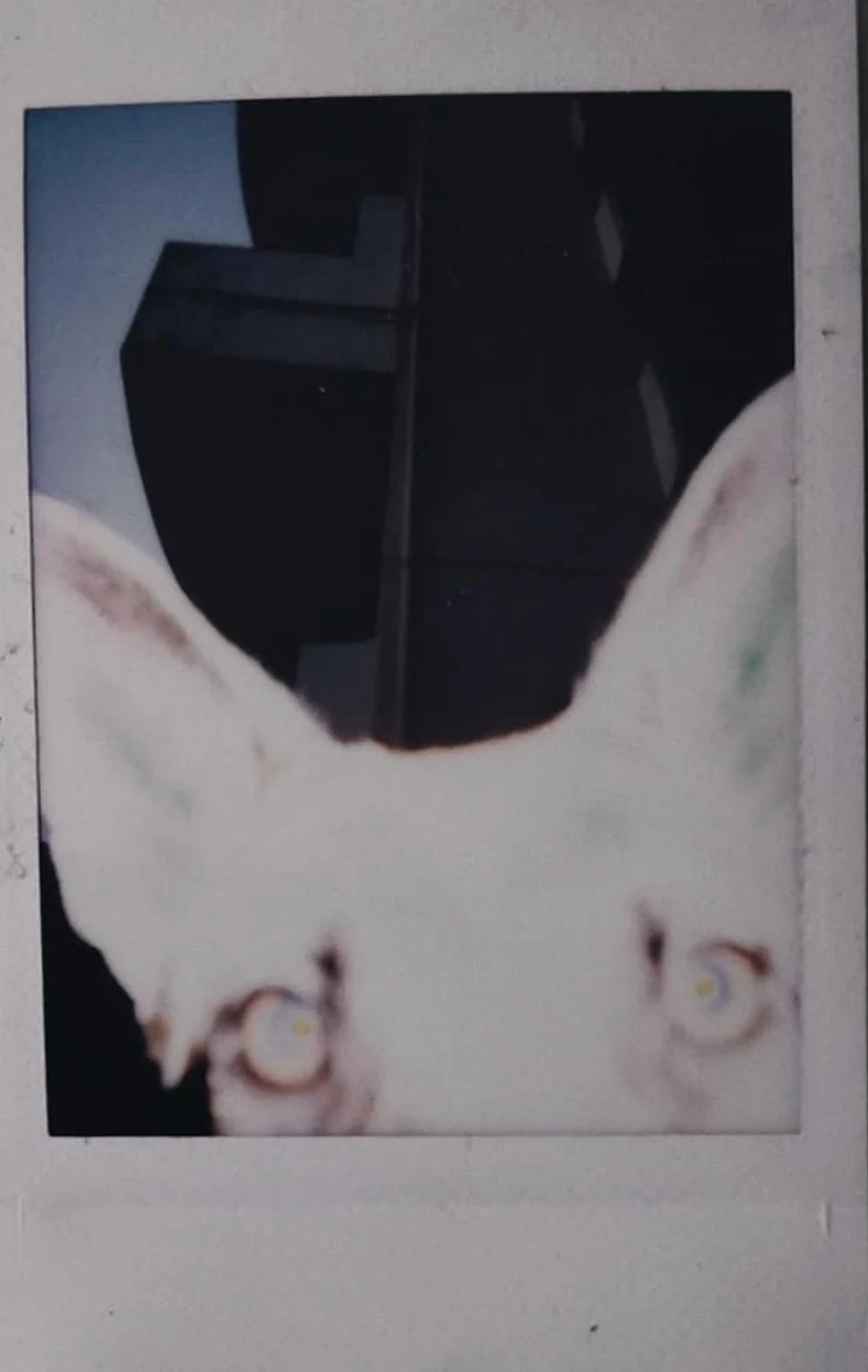 dog, Kunsh Sharma, 2021, Photograph (instax)